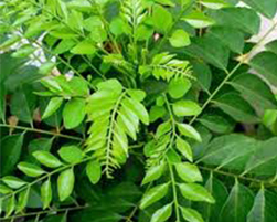 coco peat
